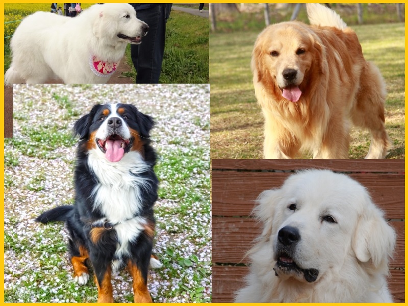 写真：大型犬